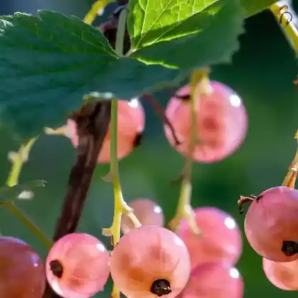 Foto von Johannisbeere 'Rosa Sport' (Ribes rubrum 'Rosa Sport')
