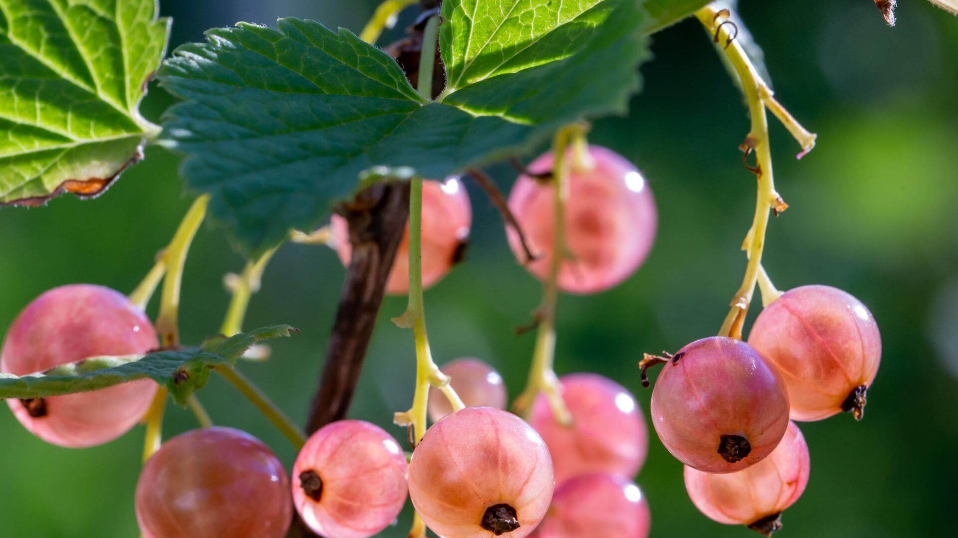 Johannisbeere 'Rosa Sport' / Ribes rubrum 'Rosa Sport'