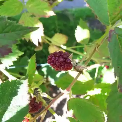 Foto von Brombeere 'Thornfree' (Rubus fruticosus 'Thornfree')