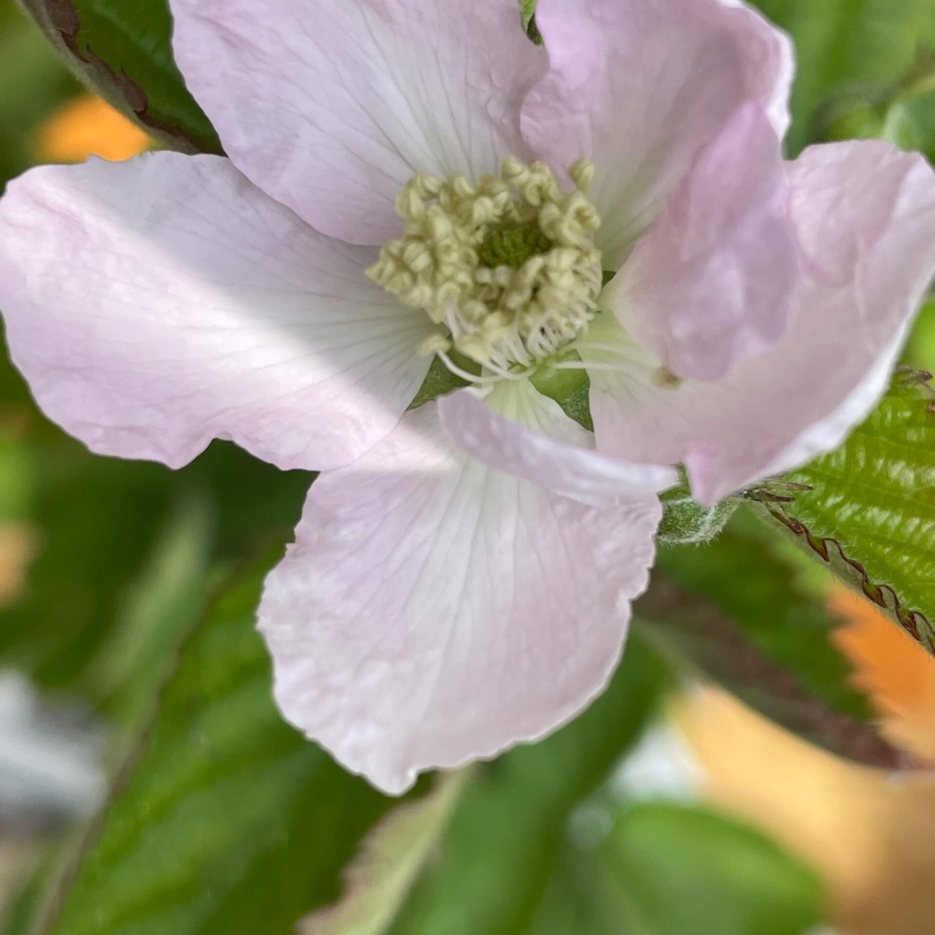 Brombeere 'Navaho' ® (Rubus fruticosus 'Navaho')