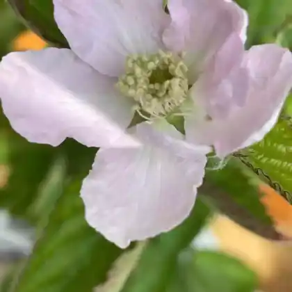 Foto von Brombeere 'Navaho' ® (Rubus fruticosus 'Navaho')