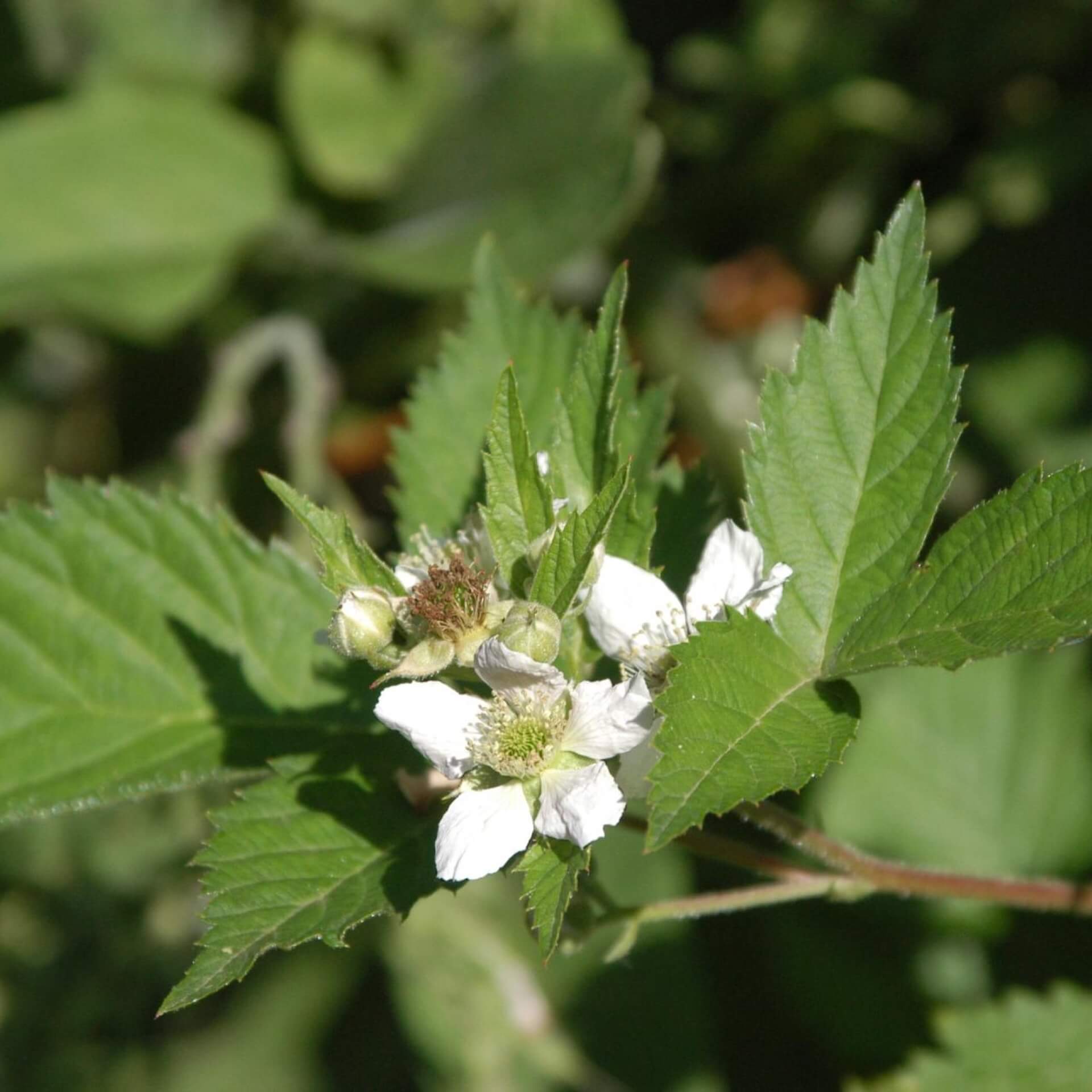 Brombeere 'Loch Ness' (Rubus fruticosus 'Loch Ness')