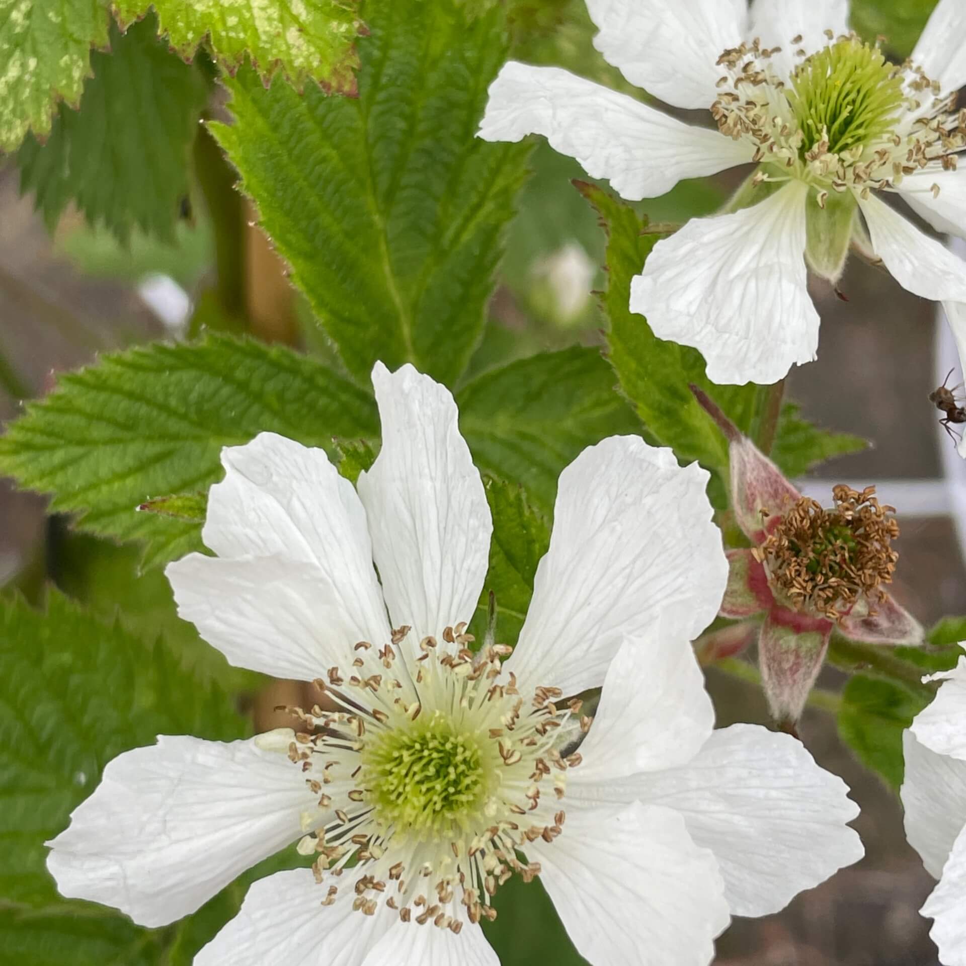 Brombeere 'Loch Ness' (Rubus fruticosus 'Loch Ness')