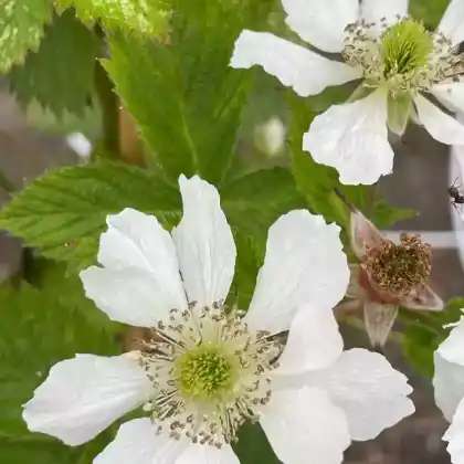 Foto von Brombeere 'Loch Ness' (Rubus fruticosus 'Loch Ness')