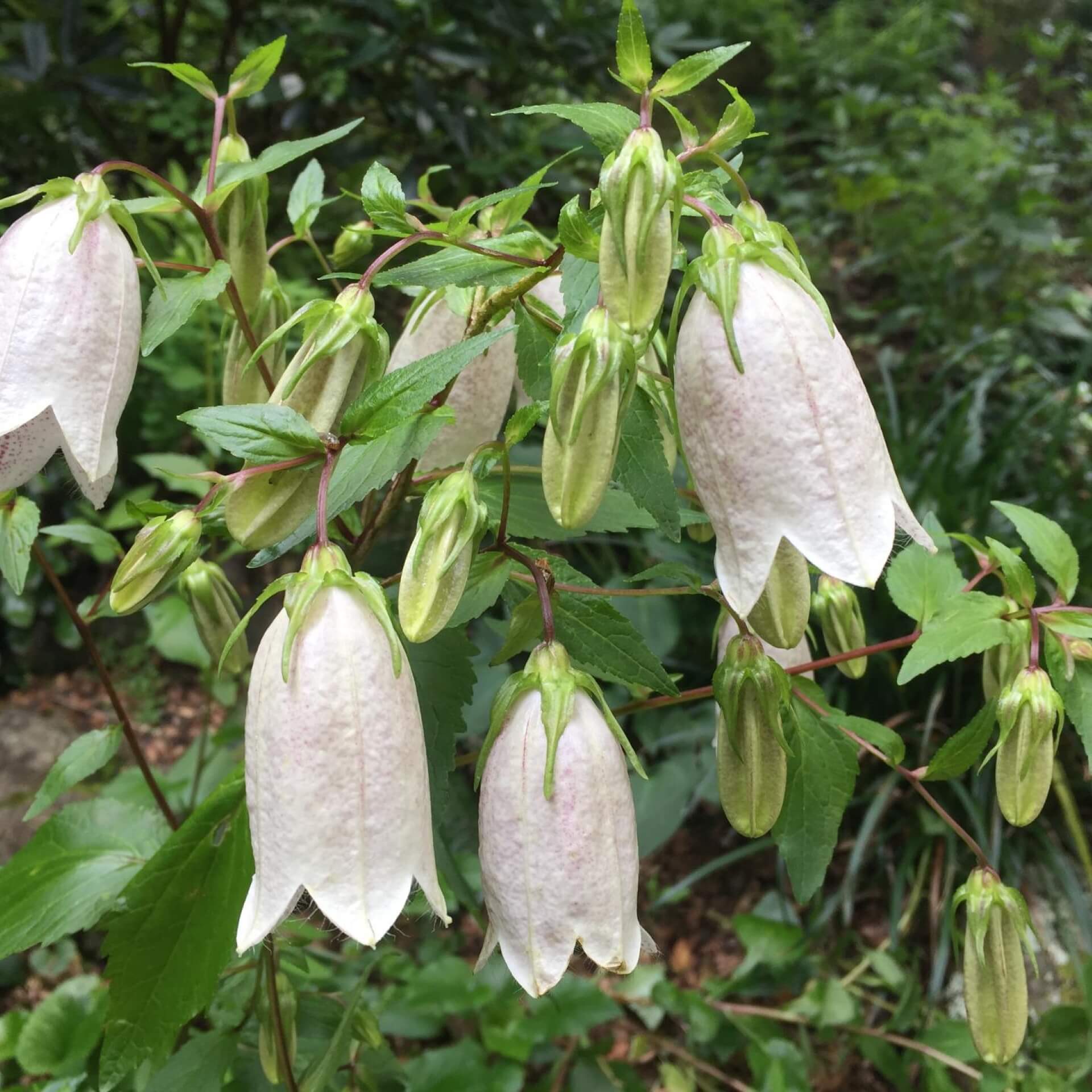 Knoblauchraukenblättrige Glockenblume (Campanula alliariifolia)