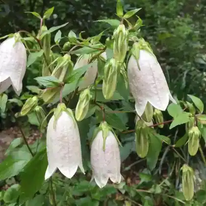 Foto von Knoblauchraukenblättrige Glockenblume (Campanula alliariifolia)
