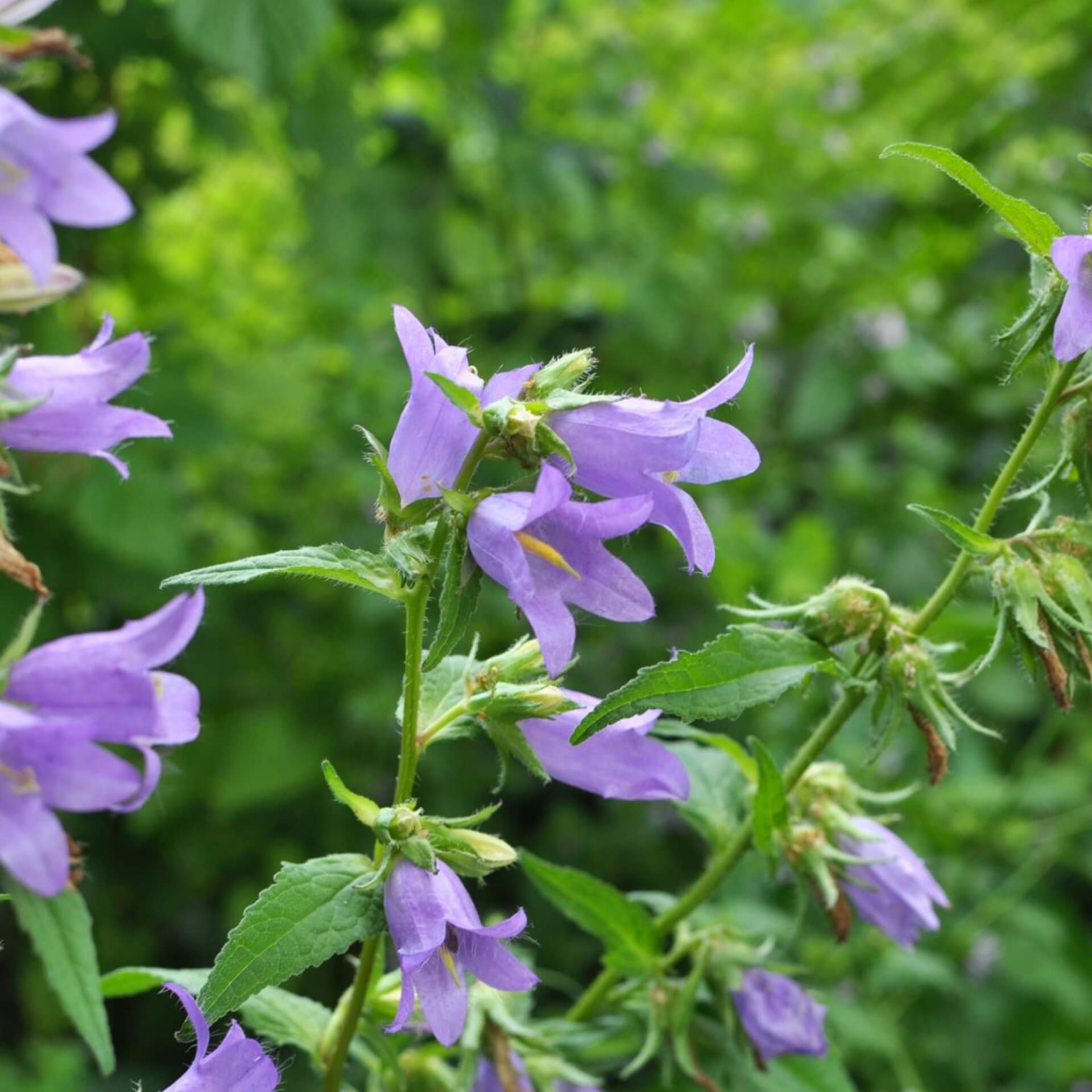 Bologneser Glockenblume (Campanula bononiensis)