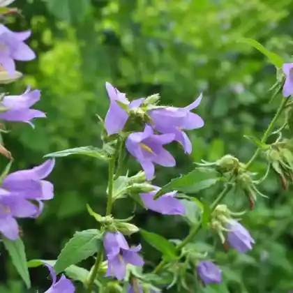 Foto von Bologneser Glockenblume (Campanula bononiensis)