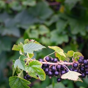 Ribes nigrum 'Ben Sarek'