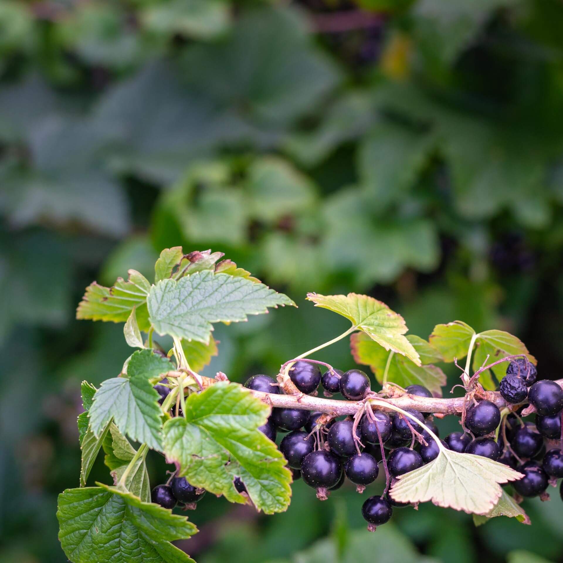 Schwarze Johannisbeere 'Ben Sarek' (Ribes nigrum 'Ben Sarek')