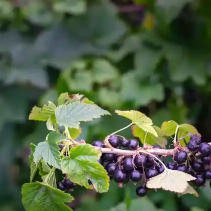 Foto von Schwarze Johannisbeere 'Ben Sarek' (Ribes nigrum 'Ben Sarek')