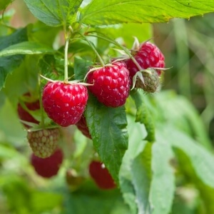 150 Samen der Himbeere winterhart Rubus idaeus Bienenweide leckere Früchte 