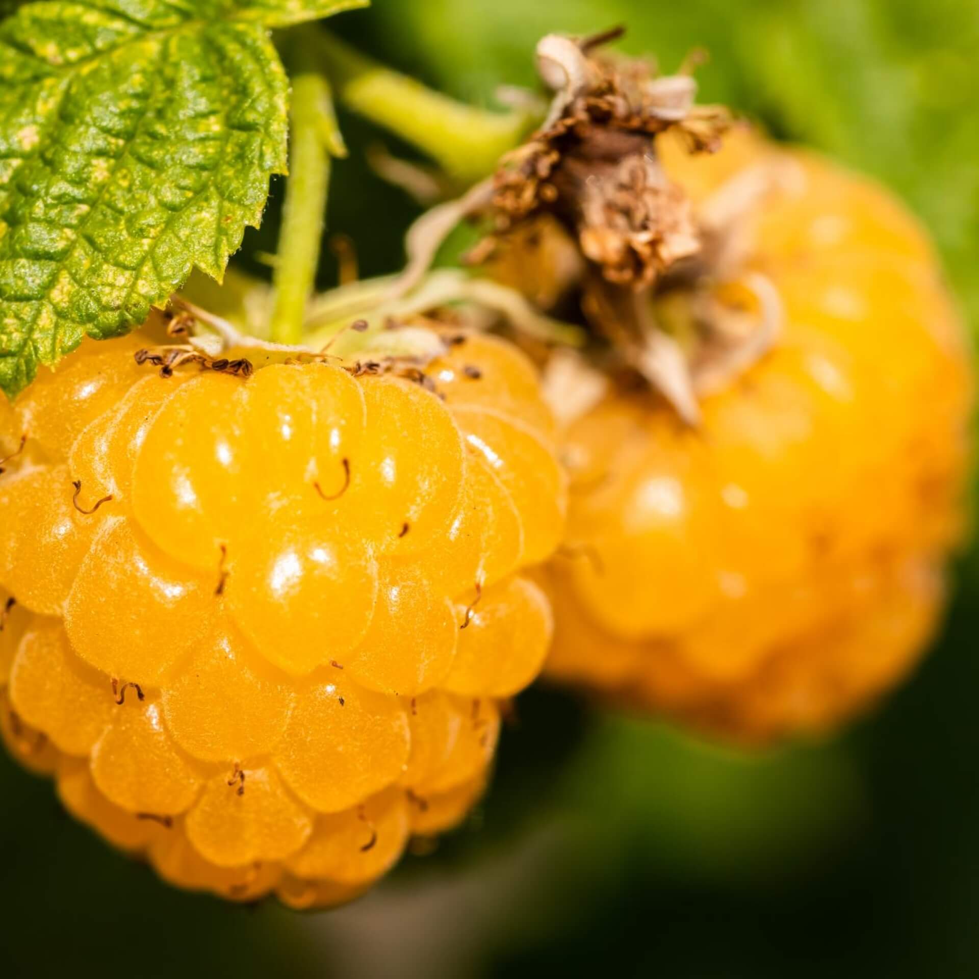 Himbeere 'Golden Everest' (Rubus idaeus 'Golden Everest')