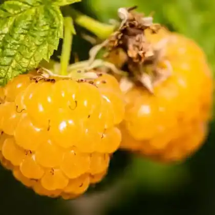 Foto von Himbeere 'Golden Everest' (Rubus idaeus 'Golden Everest')