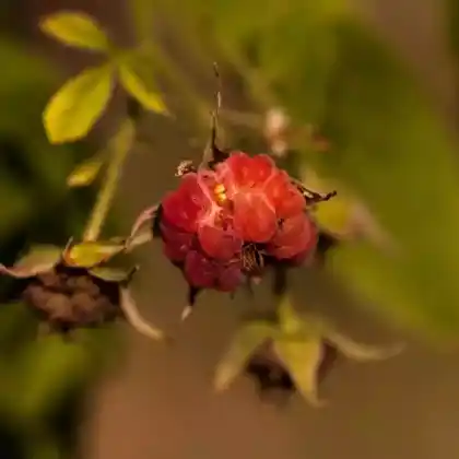 Foto von Himbeere 'Heritage' (Rubus idaeus 'Heritage')