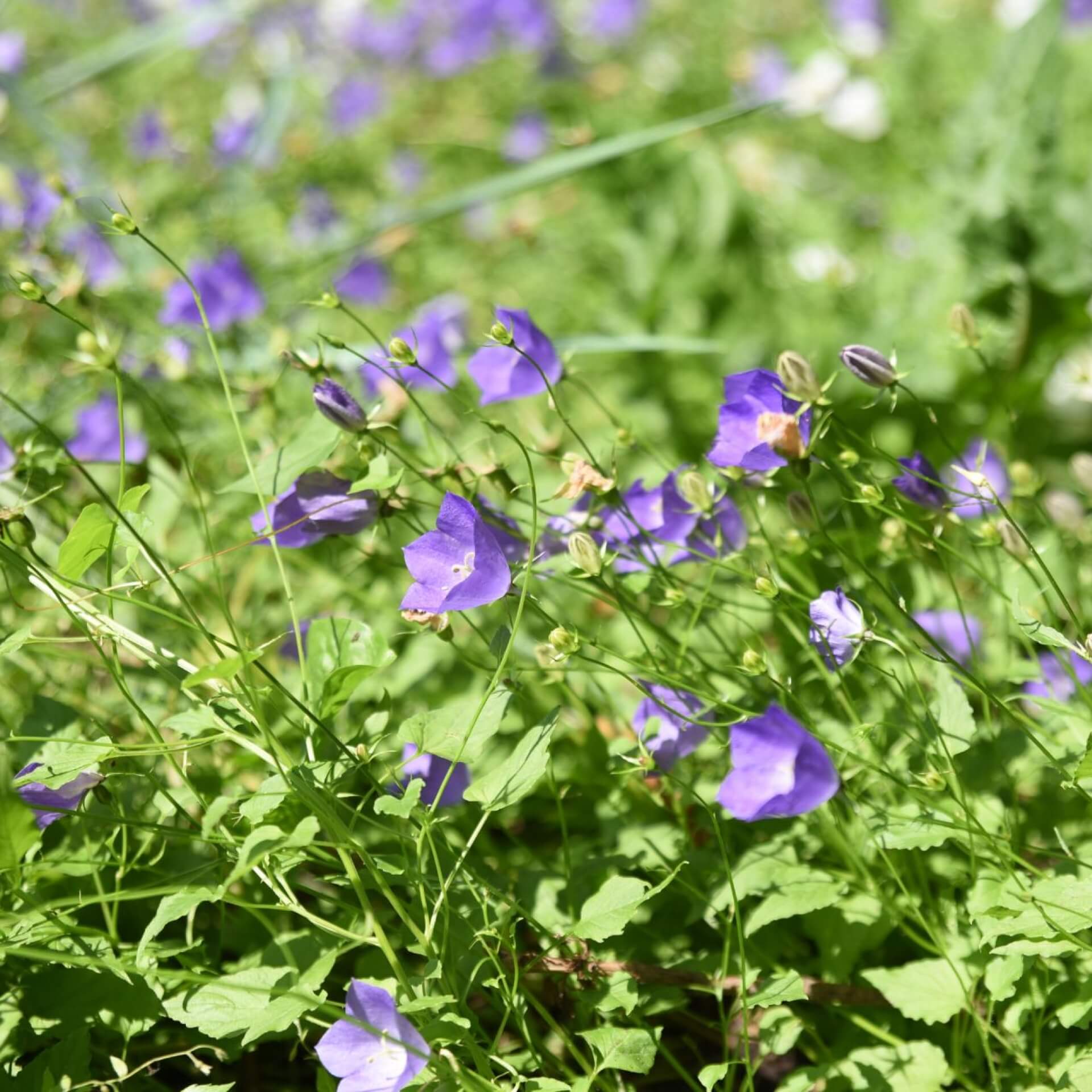 Karpaten-Glockenblume (Campanula carpatica)