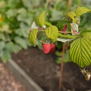 Rubus idaeus 'Polka'