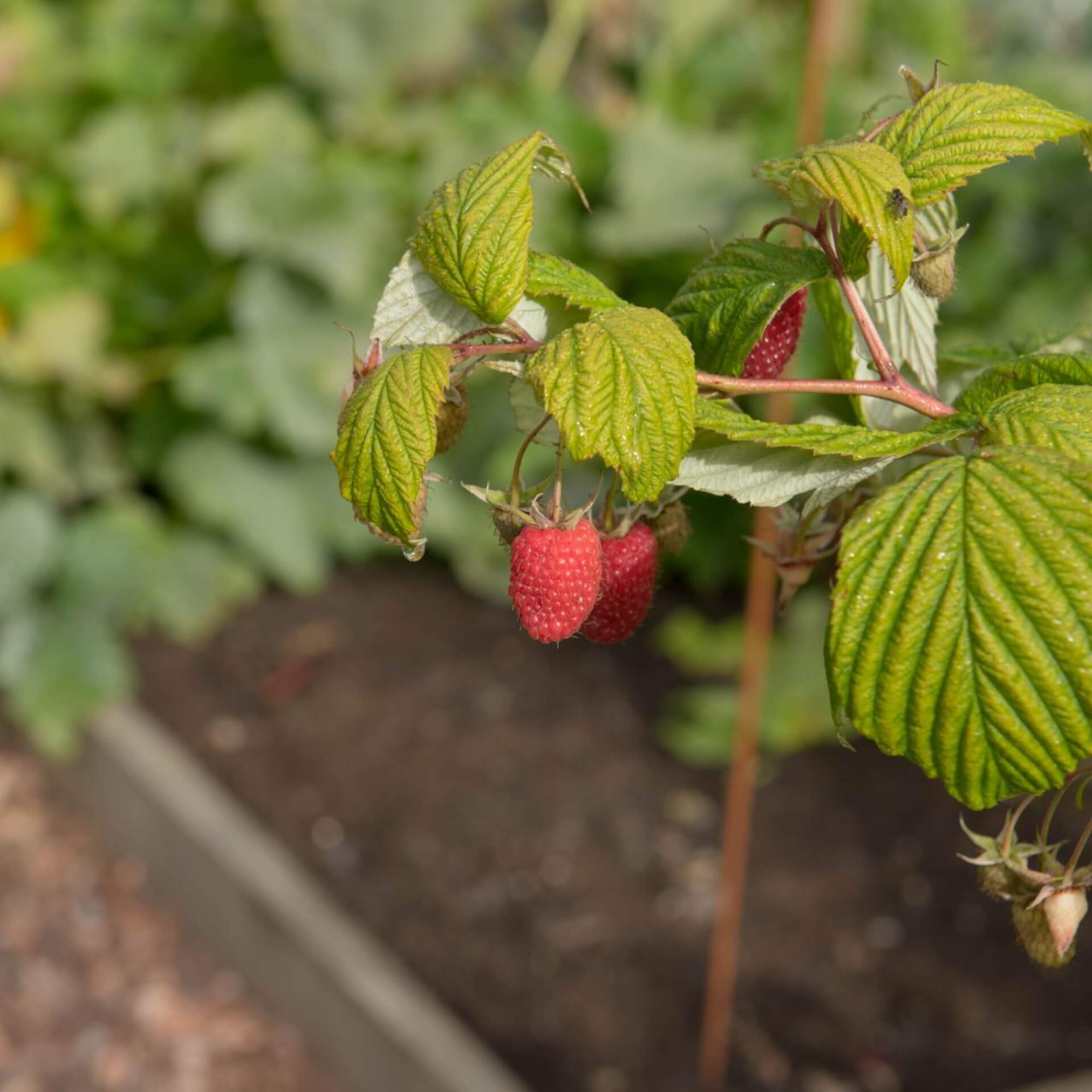 Himbeere 'Polka' ® (Rubus idaeus 'Polka')