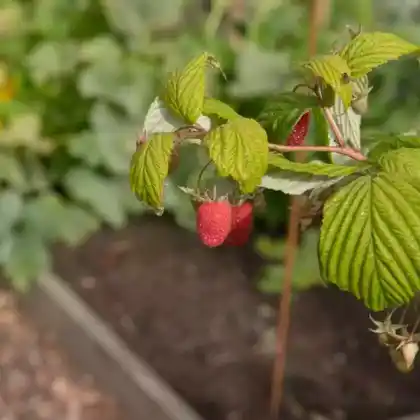Foto von Himbeere 'Polka' ® (Rubus idaeus 'Polka')