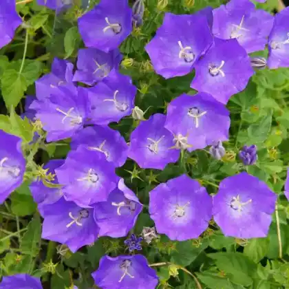 Foto von Karpaten-Glockenblume 'Blaue Clips' (Campanula carpatica 'Blaue Clips')