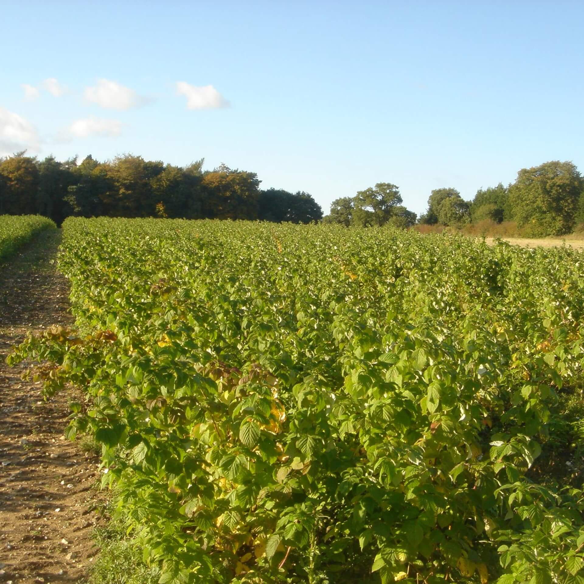 Himbeere 'Tulameen' (Rubus idaeus 'Tulameen')