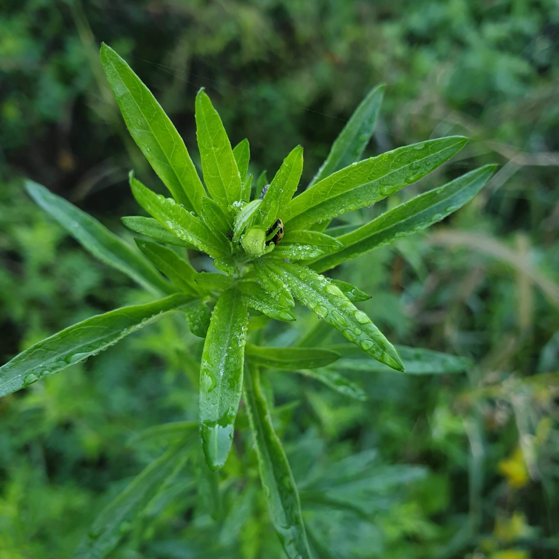 Verlotscher Beifuß (Artemisia verlotiorum)