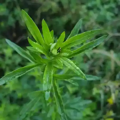Foto von Verlotscher Beifuß (Artemisia verlotiorum)