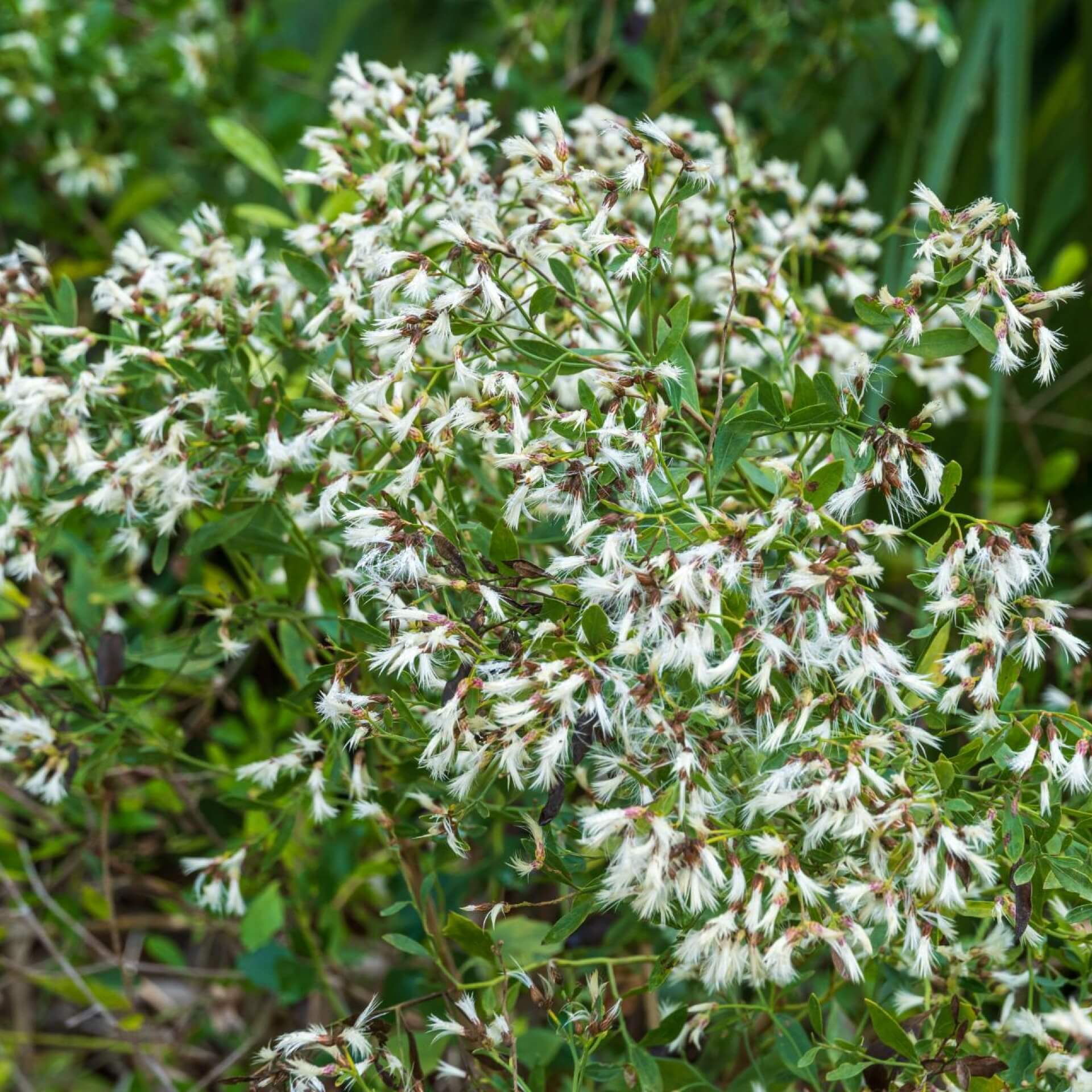 Kreuzstrauch (Baccharis halimifolia)