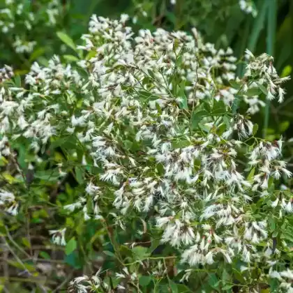 Foto von Kreuzstrauch (Baccharis halimifolia)