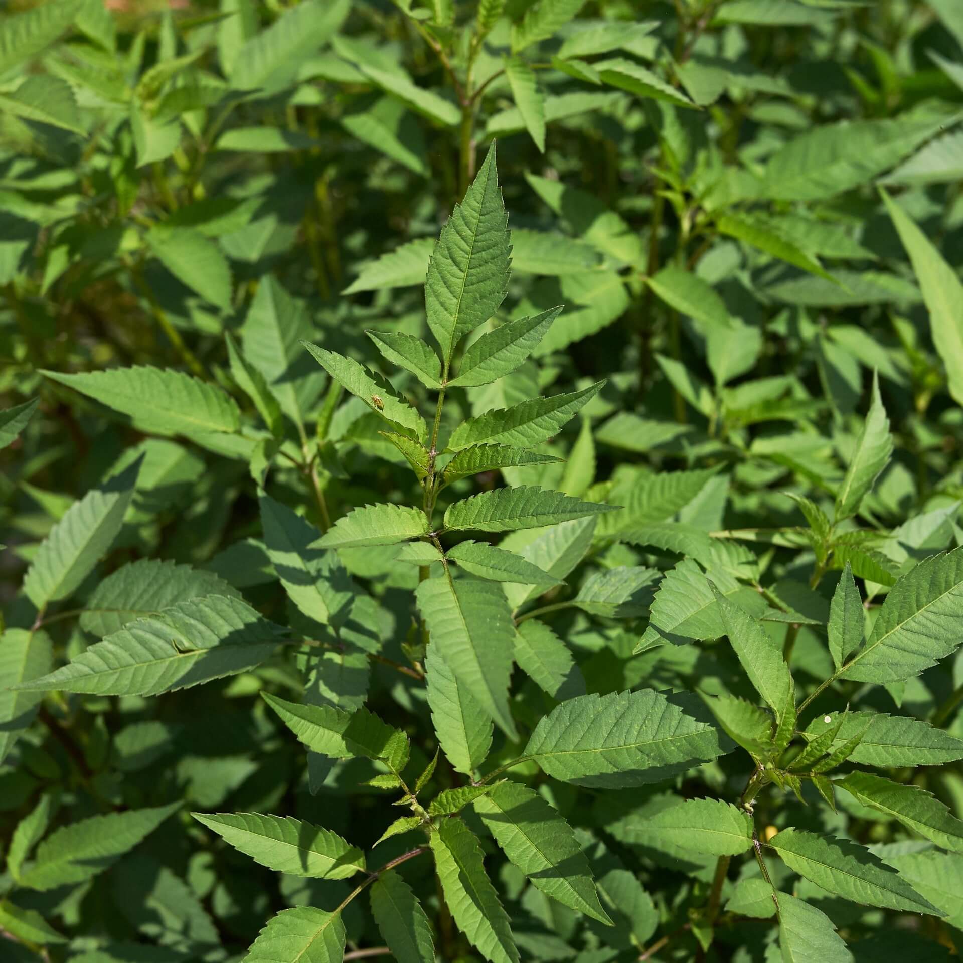 Schwarzfrüchtiger Zweizahn (Bidens frondosa)