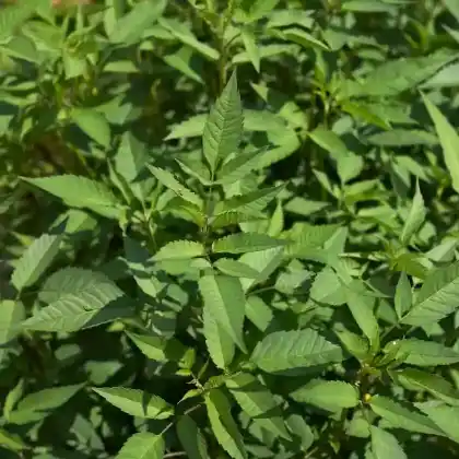 Foto von Schwarzfrüchtiger Zweizahn (Bidens frondosa)