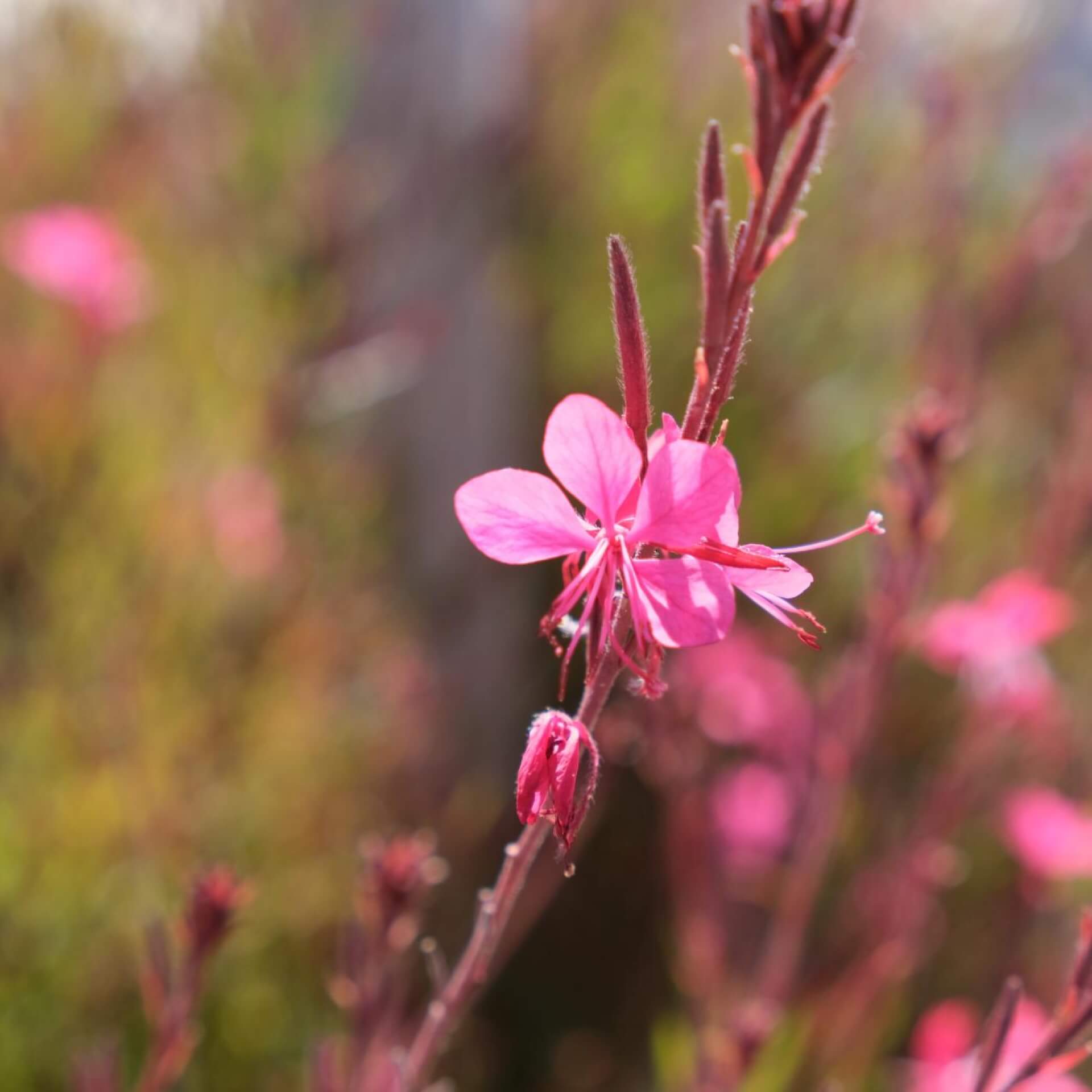 Drüsiges Weidenröschen (Epilobium ciliatum)