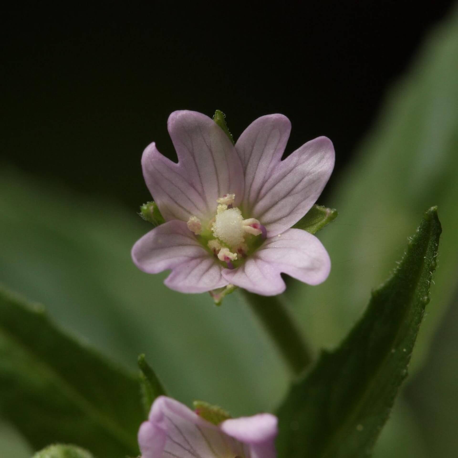 Drüsiges Weidenröschen (Epilobium ciliatum)