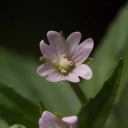 Foto von Drüsiges Weidenröschen (Epilobium ciliatum)