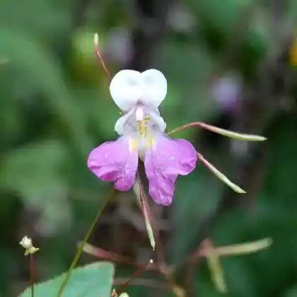 Foto von Balfours Springkraut (Impatiens balfourii)