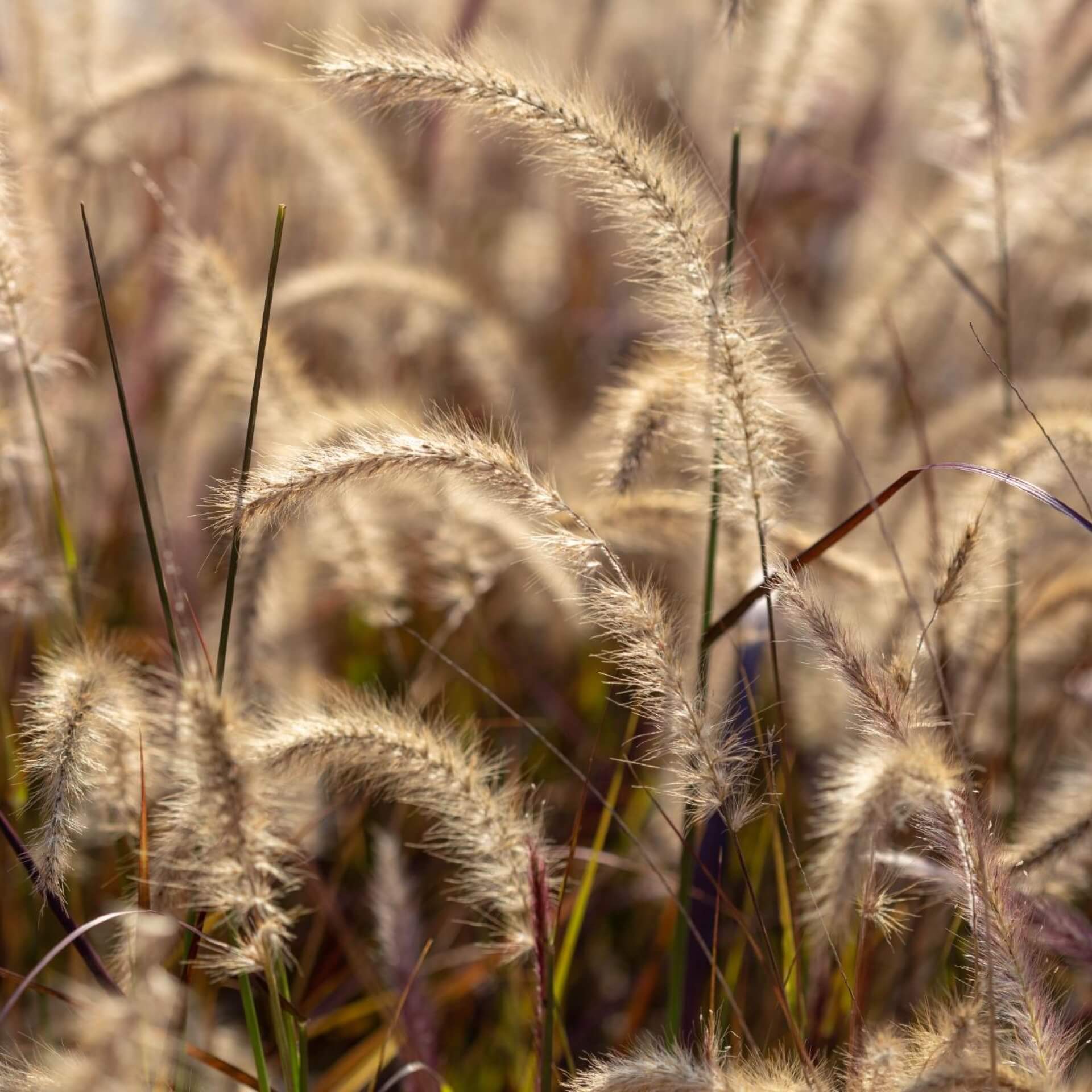 Afrikanisches Lampenputzergras (Pennisetum setaceum)