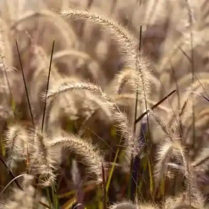 Foto von Afrikanisches Lampenputzergras (Pennisetum setaceum)