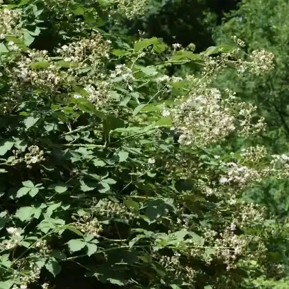 Foto von Armenische Brombeere (Rubus armeniacus)
