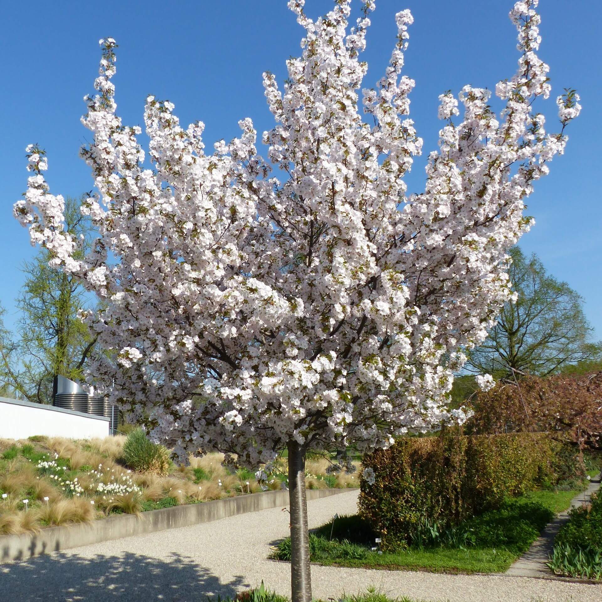 Zierkirsche 'Sunset Boulevard' (Prunus serrulata 'Sunset Boulevard')