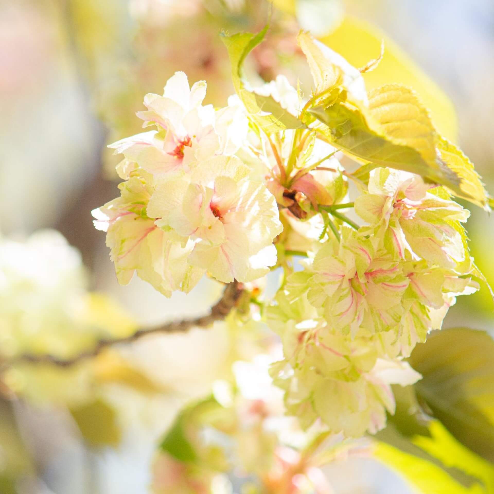 Japanische Zierkirsche 'Ukon' (Prunus serrulata 'Ukon')