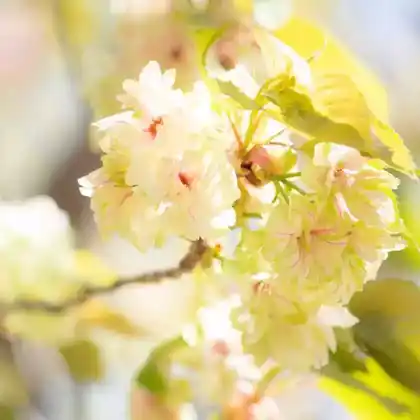 Foto von Japanische Zierkirsche 'Ukon' (Prunus serrulata 'Ukon')