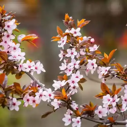 Foto von Blutpflaume 'Pissardii' (Prunus cerasifera 'Pissardii')