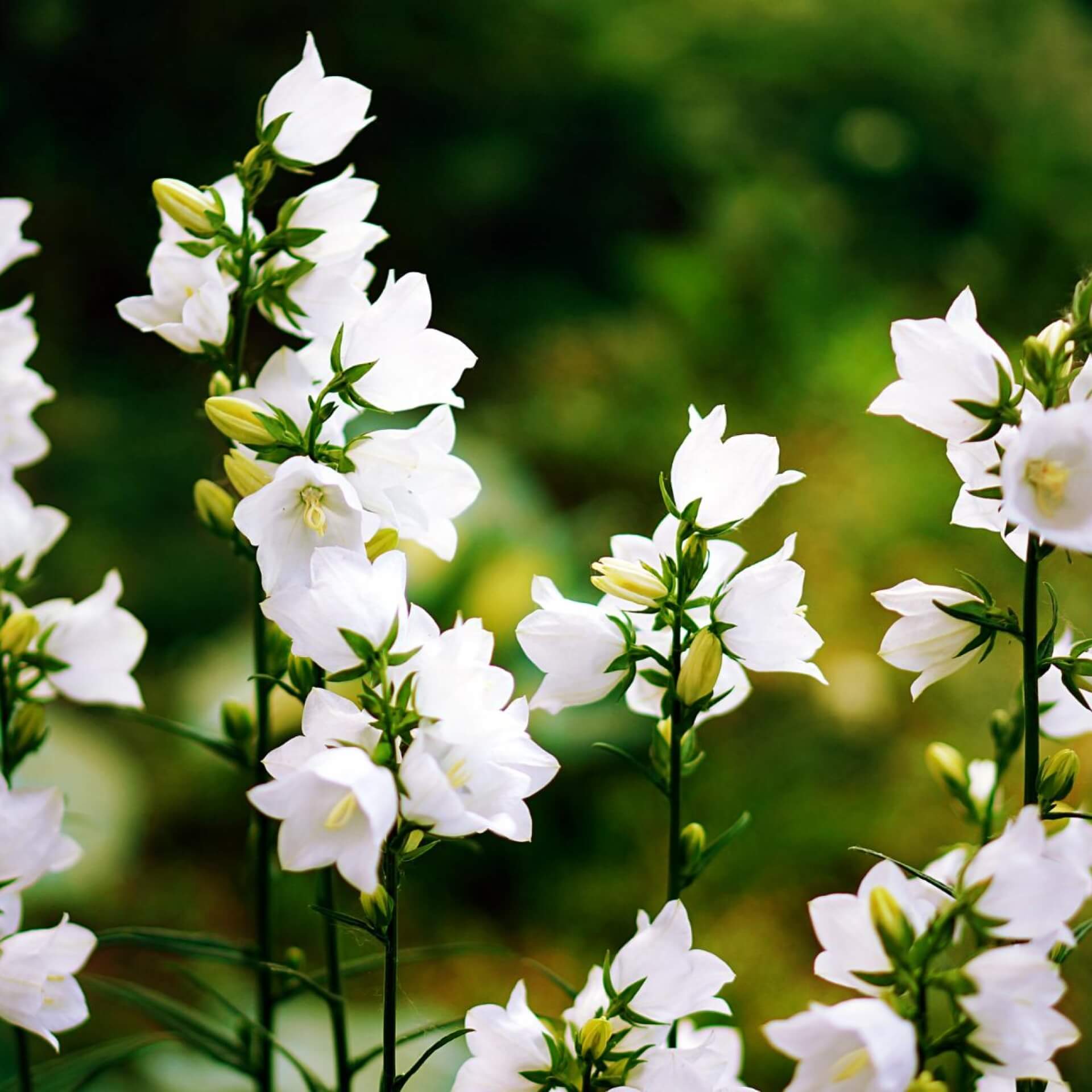 Karpaten-Glockenblume 'Weiße Clips' (Campanula carpatica 'Weiße Clips')