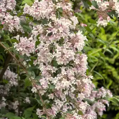 Foto von Perlmuttstrauch 'Rosea' (Kolkwitzia amabilis 'Rosea')