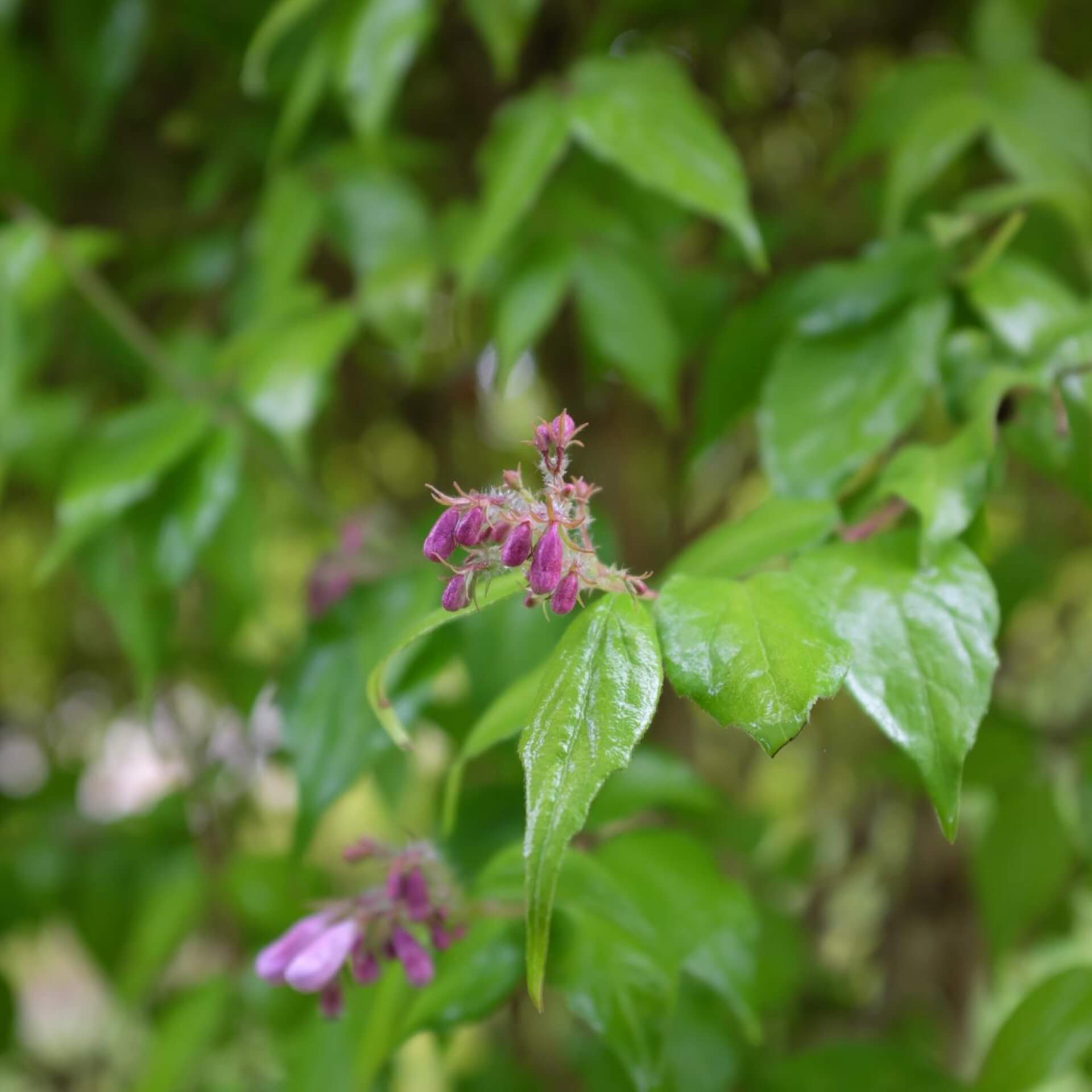 Perlmuttstrauch 'Maradco' (Kolkwitzia amabilis 'Maradco')