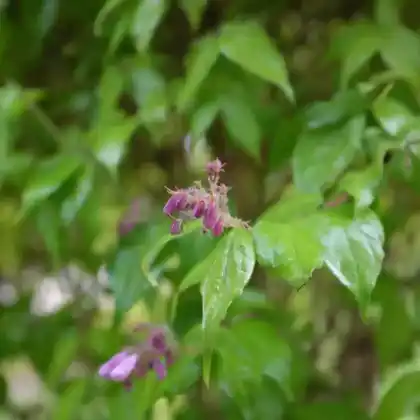 Foto von Perlmuttstrauch 'Maradco' (Kolkwitzia amabilis 'Maradco')
