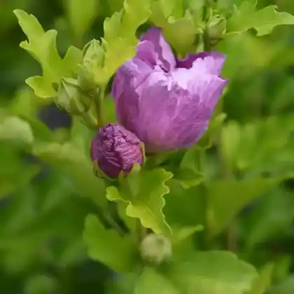 Foto von Garteneibisch 'Magenta Chiffon' (Hibiscus syriacus 'Magenta Chiffon')