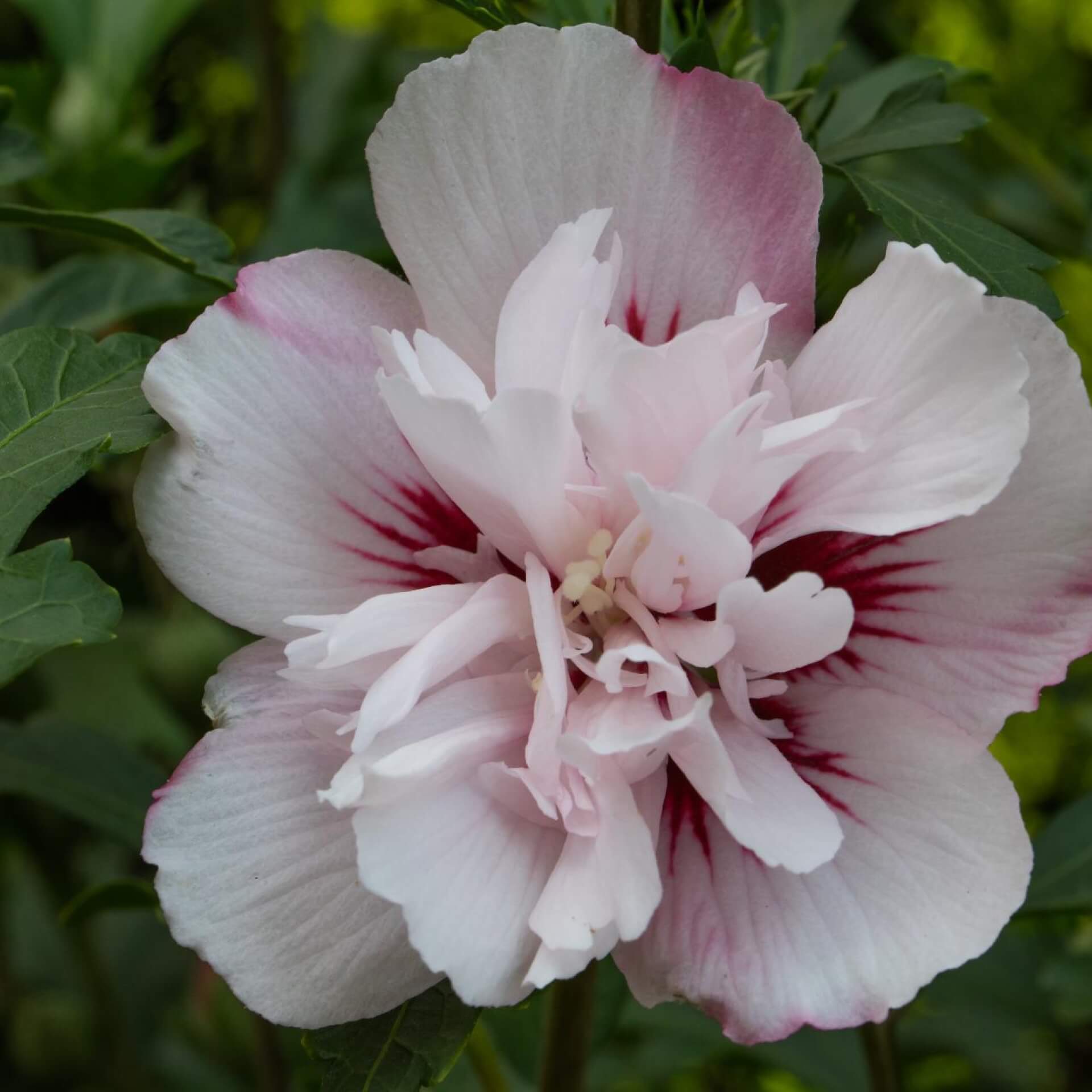 Garteneibisch 'Lady Stanley' (Hibiscus syriacus 'Lady Stanley')