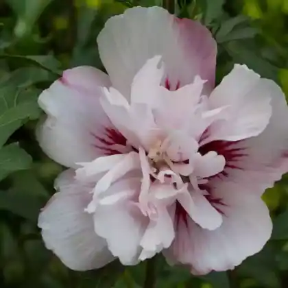 Foto von Garteneibisch 'Lady Stanley' (Hibiscus syriacus 'Lady Stanley')