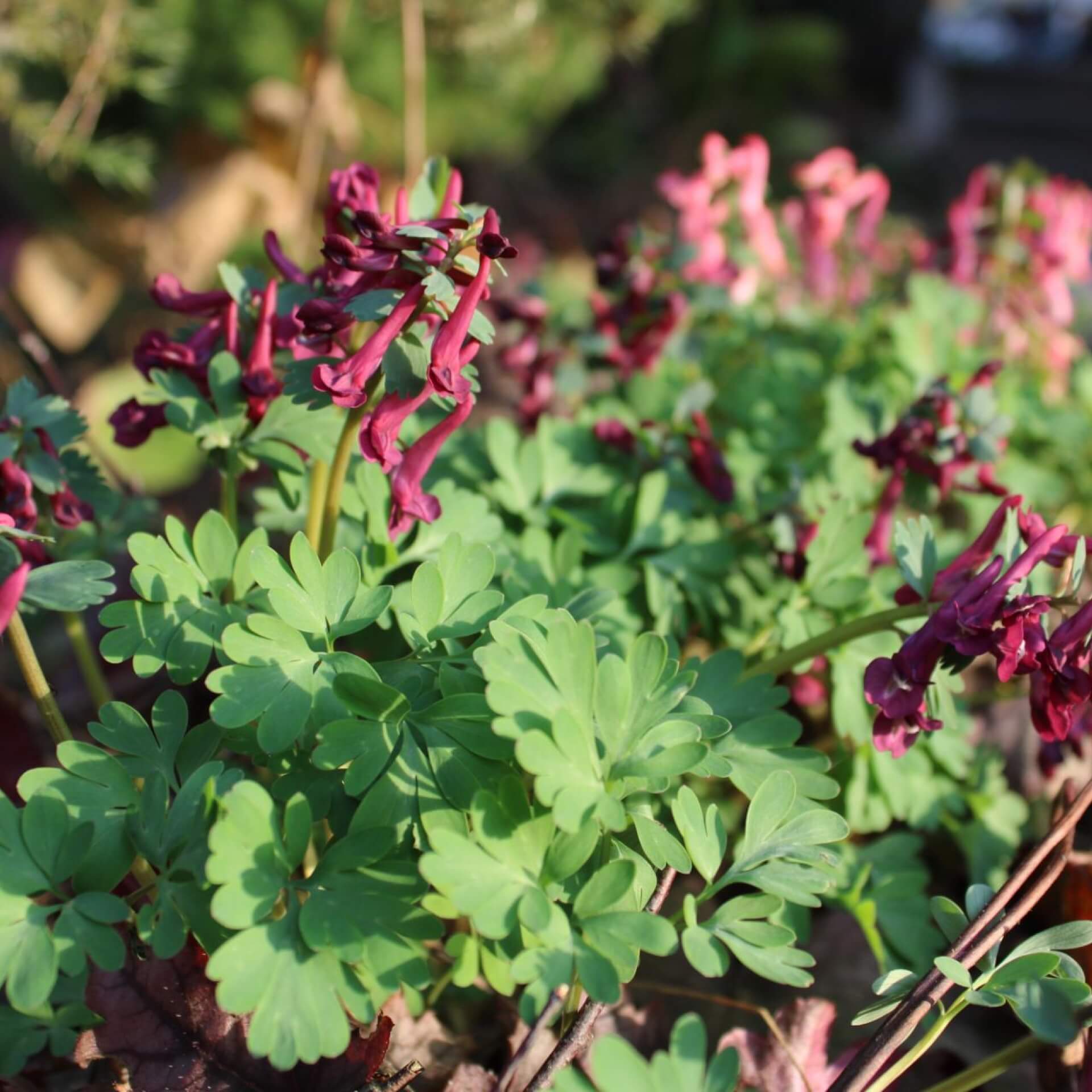 Gefingerter Lerchensporn 'Purple Bird' (Corydalis solida 'Purple Bird')